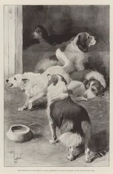 Hunde des Prinzen von Wales, ausgestellt auf der Cruft